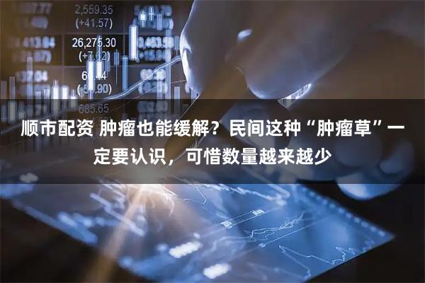 顺市配资 肿瘤也能缓解？民间这种“肿瘤草”一定要认识，可惜数量越来越少